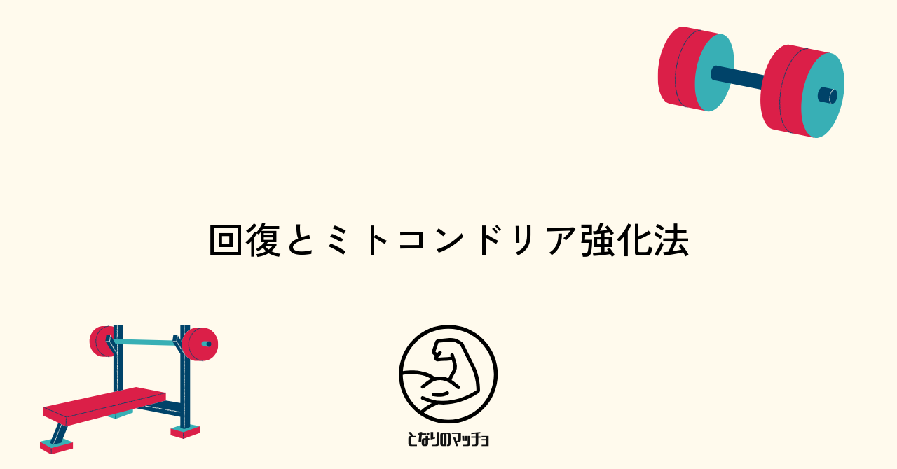 筋トレ後の回復とミトコンドリアの働きを最大化する方法